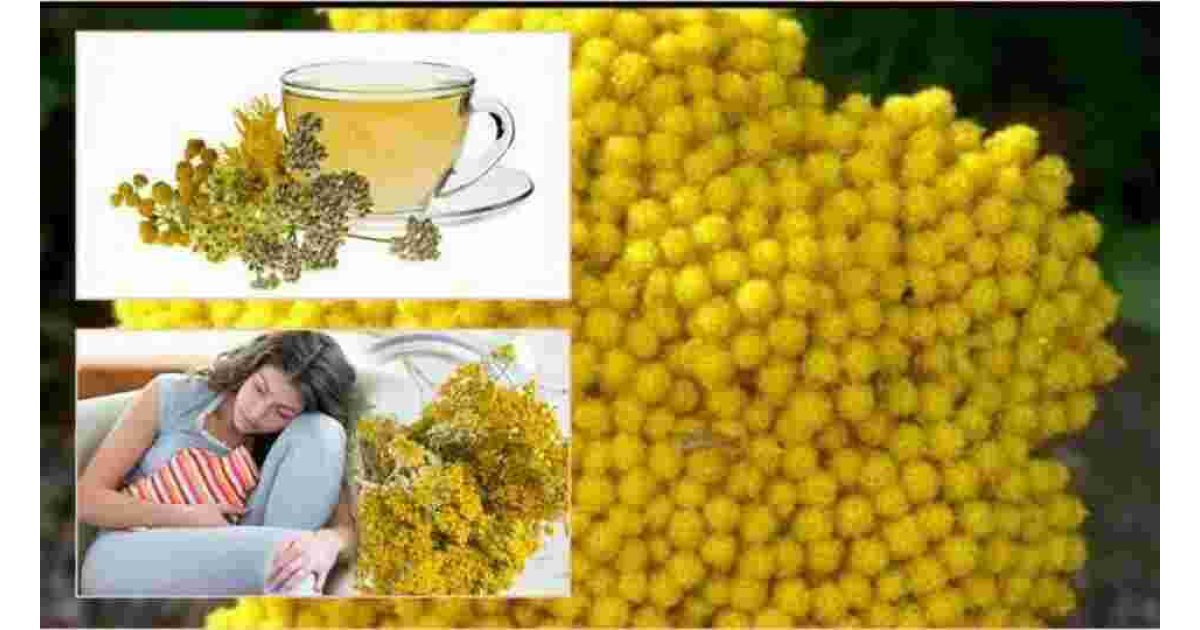 What Are the Benefits of Yarrow Tea?