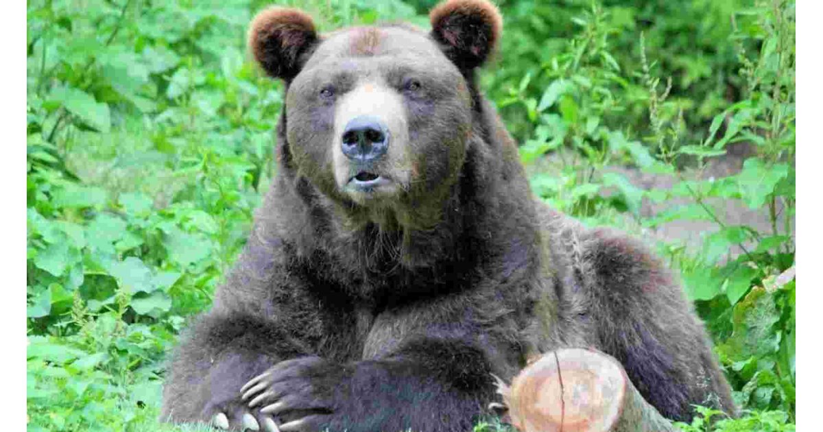 Man, 72, kills grizzly bear in self-defence after being attacked in Montana 