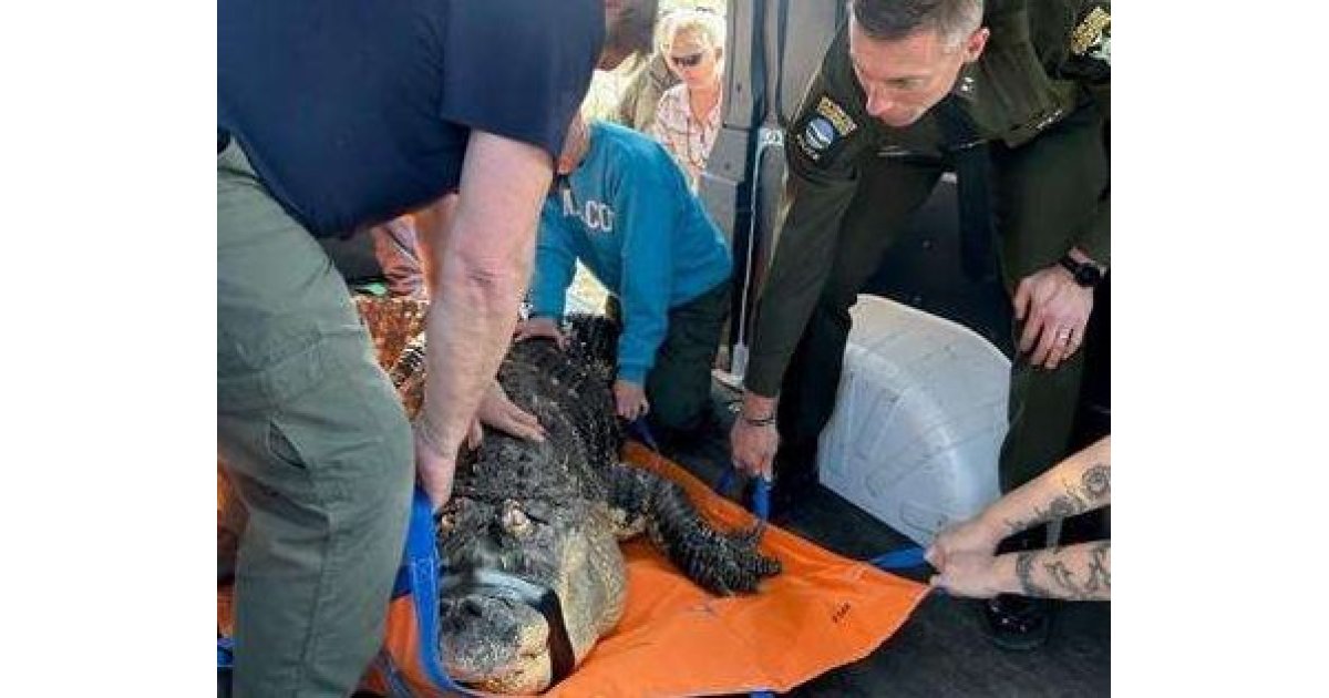 Blind 750-pound alligator seized from New York home, setting up showdown as owner vows to 