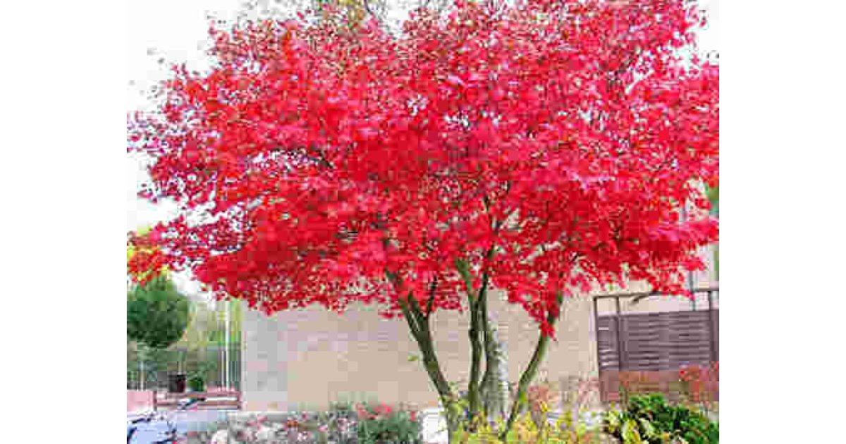 Acer Meaning and Definition