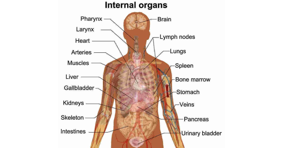 Anatomy Meaning and Definition