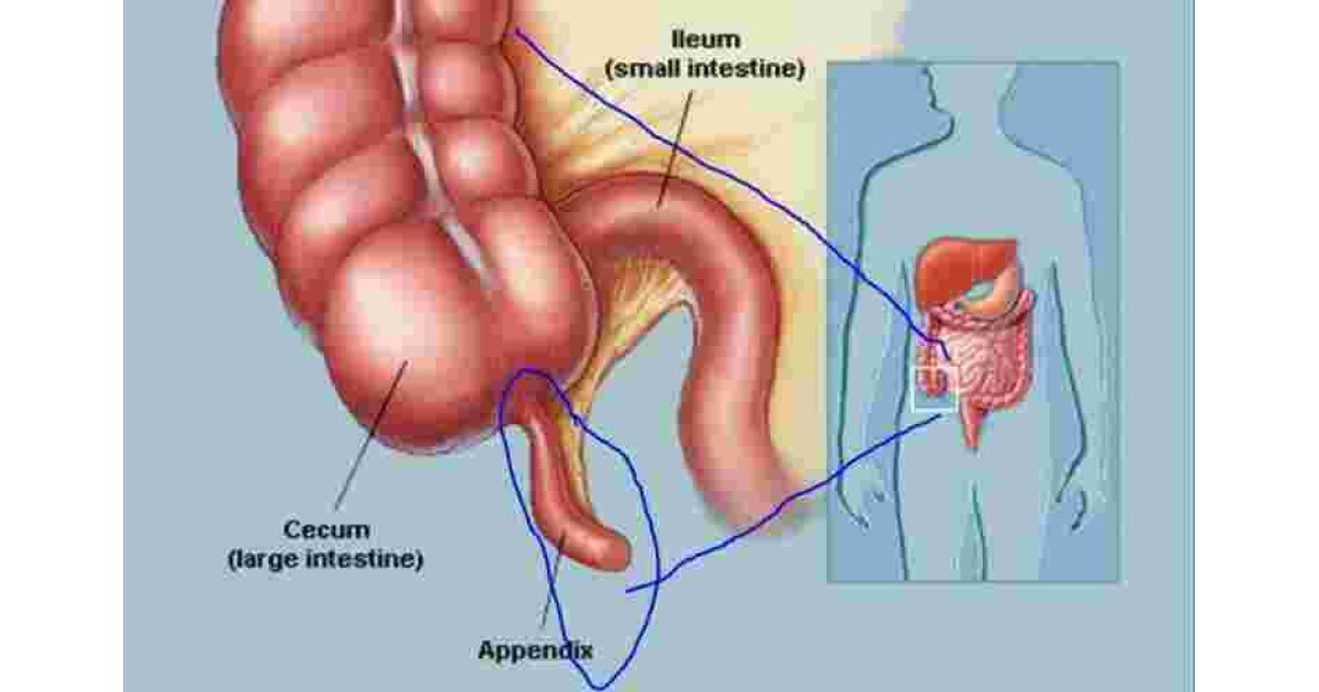 Appendix Meaning and Definition