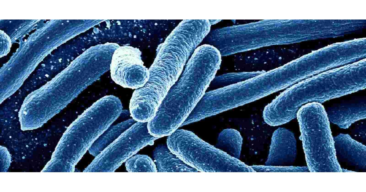 Bacteria Meaning and Definition