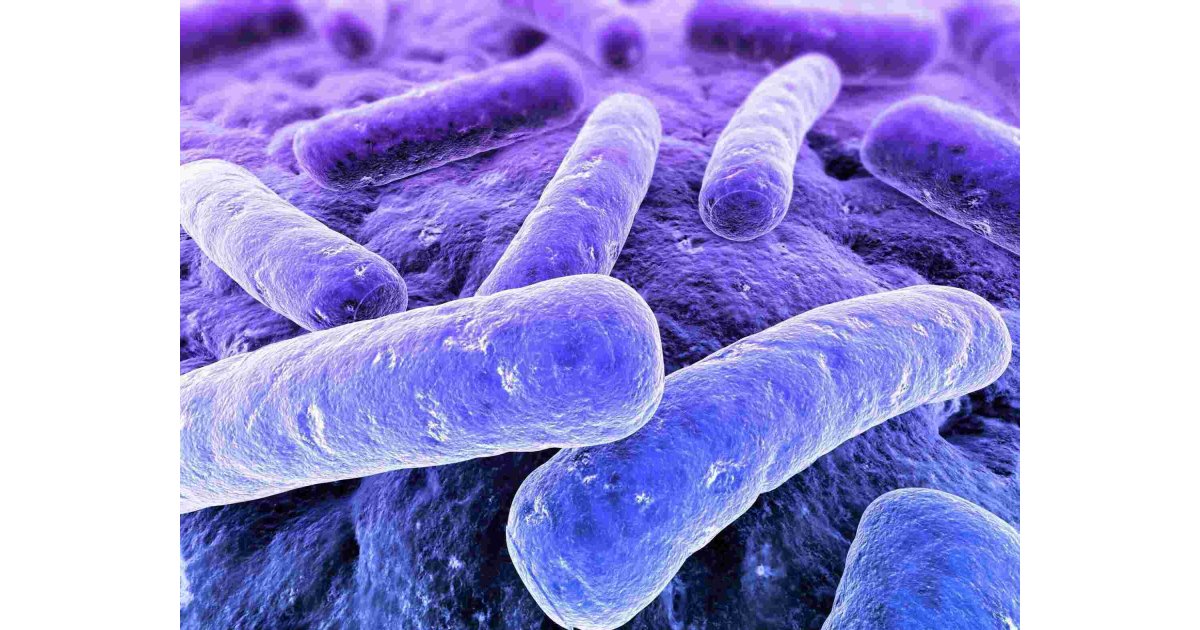 Bacterial Meaning and Definition
