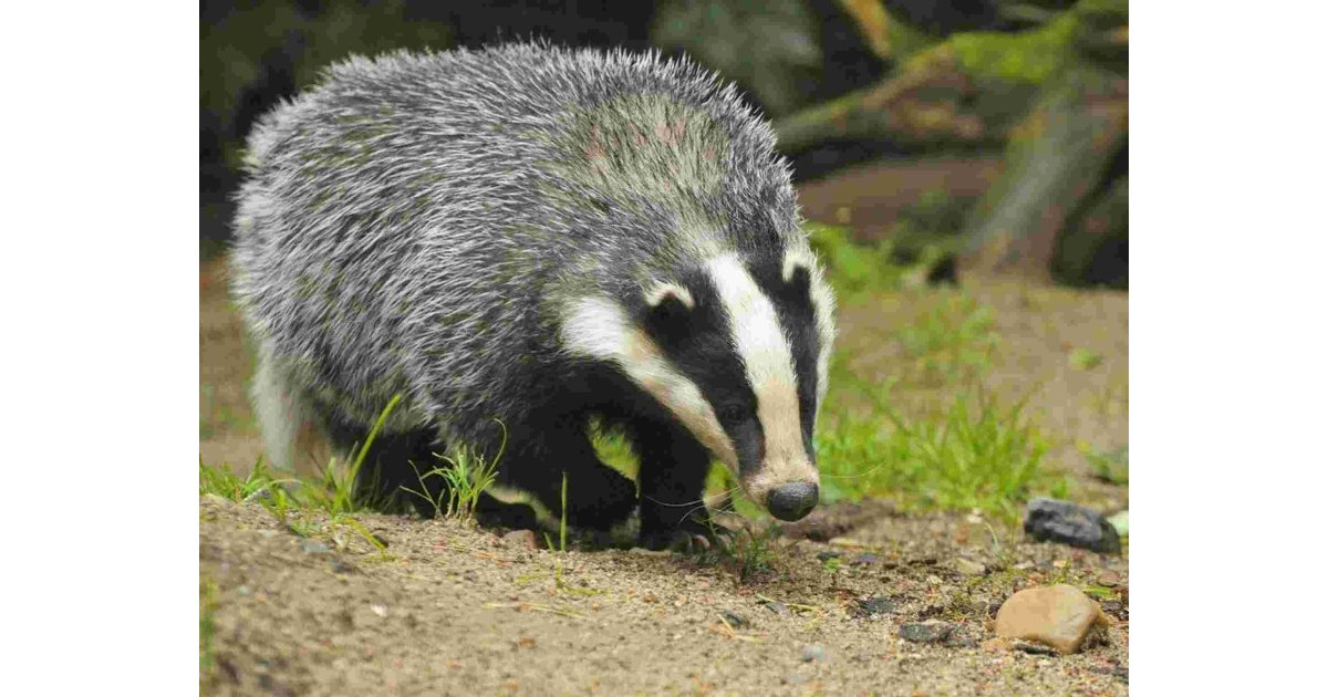 Badger Meaning and Definition