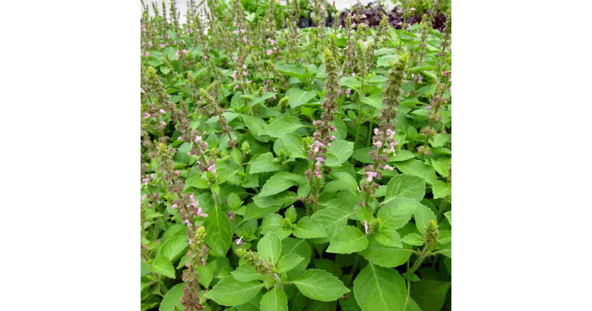 Basil Meaning and Definition