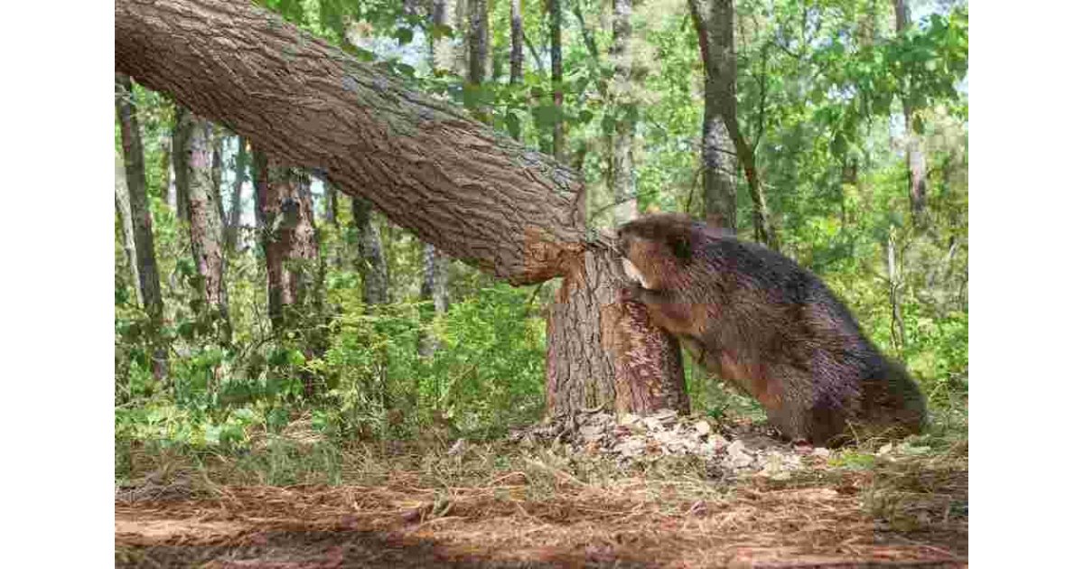 Beaver Meaning and Definition