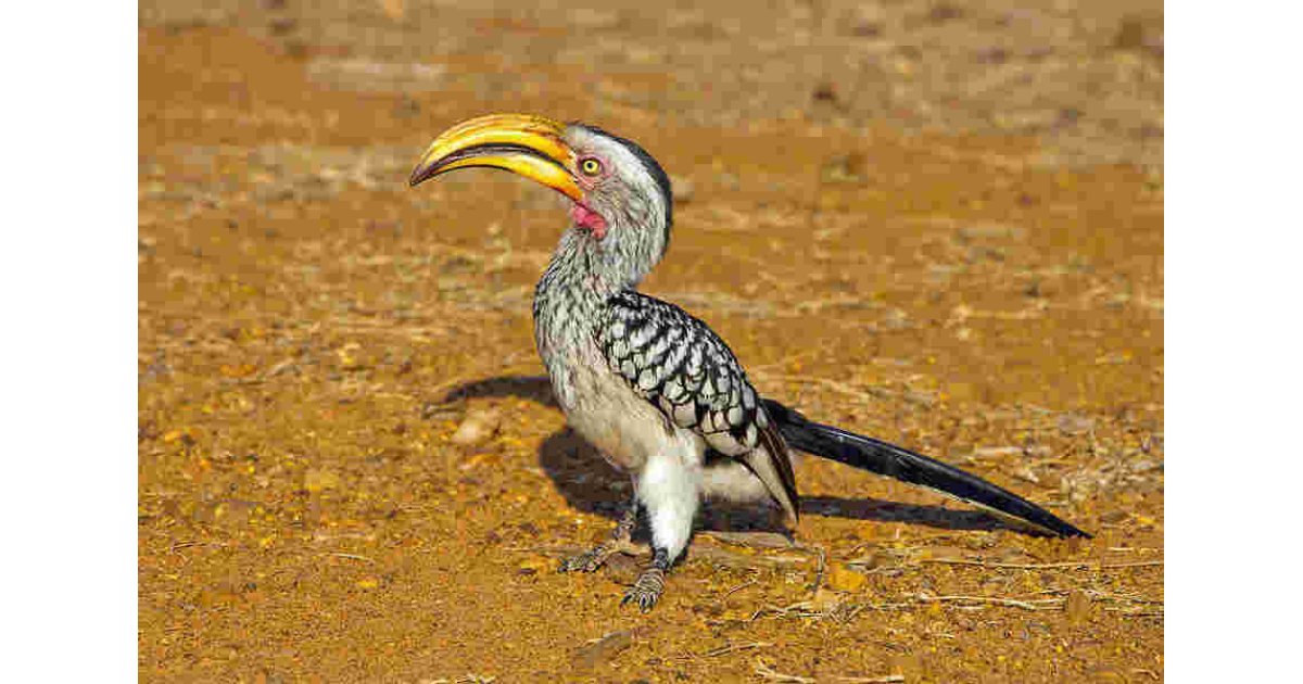 Billed Meaning and Definition