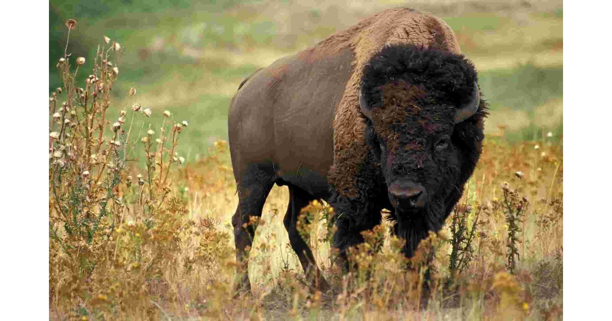 Bison Meaning and Definition