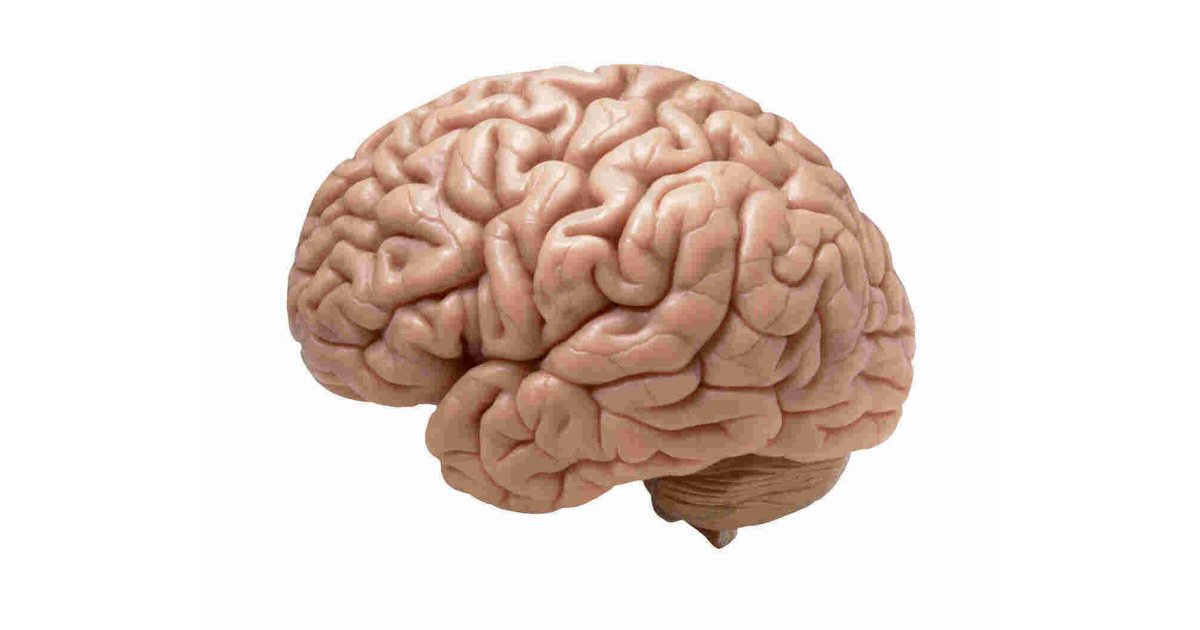 Brains Meaning and Definition