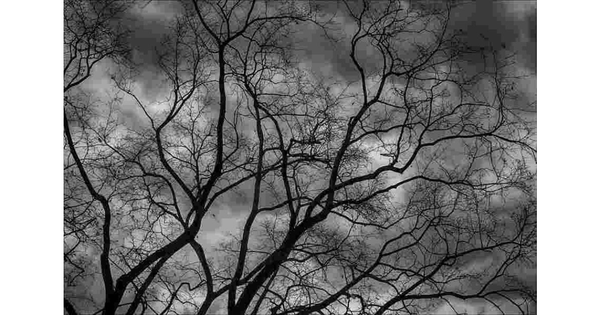 Branches Meaning and Definition