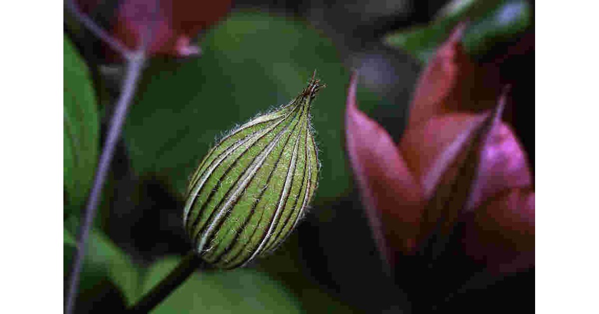 Bud Meaning and Definition