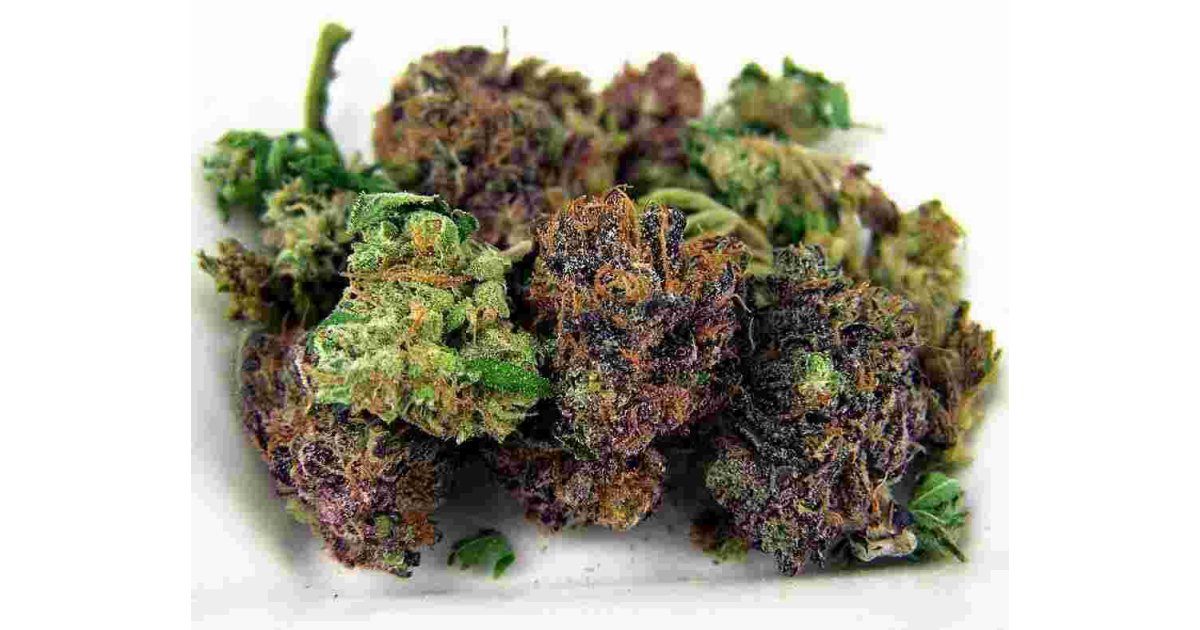 Buds Meaning and Definition