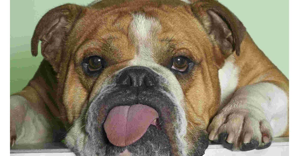 Bulldog Meaning and Definition