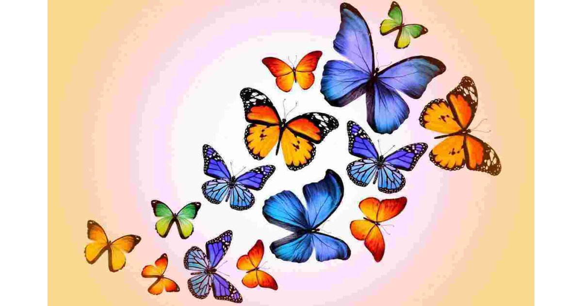Butterflies Meaning and Definition