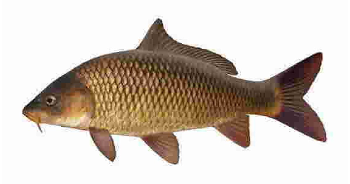Carp Meaning and Definition