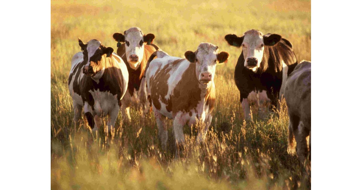 Cattle Meaning and Definition