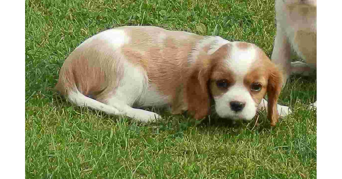 Cavalier Meaning and Definition