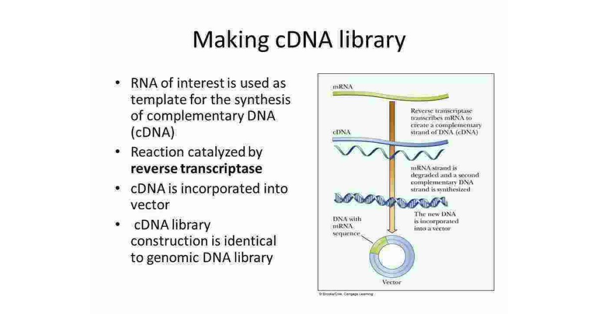 Cdna Meaning and Definition