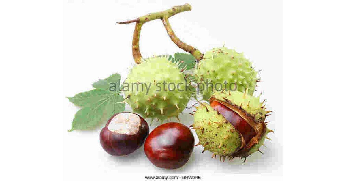 Chestnut Meaning and Definition