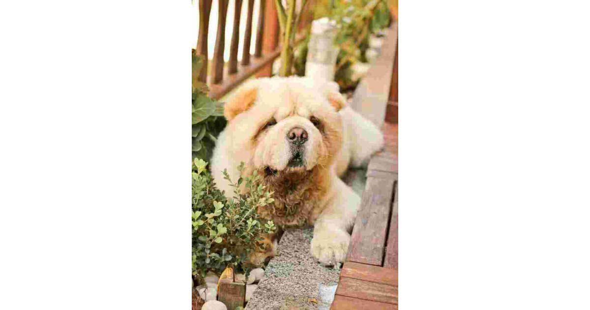 Chow Meaning and Definition