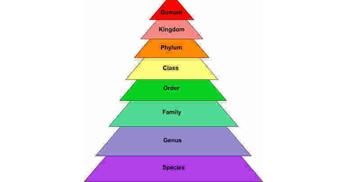 Classification Meaning and Definition