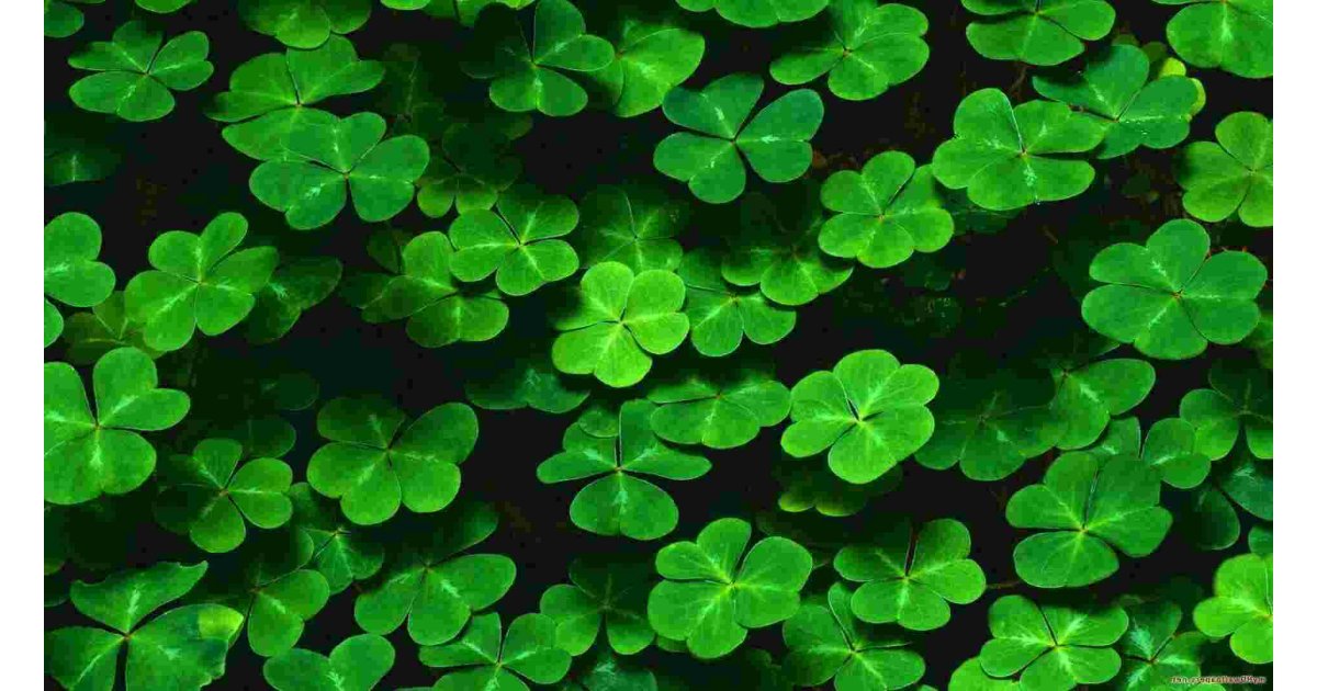 Clover Meaning and Definition
