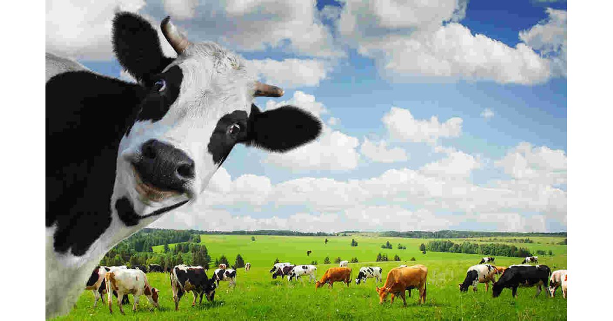 Cows Meaning and Definition