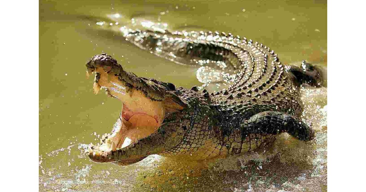 Crocodile Meaning and Definition