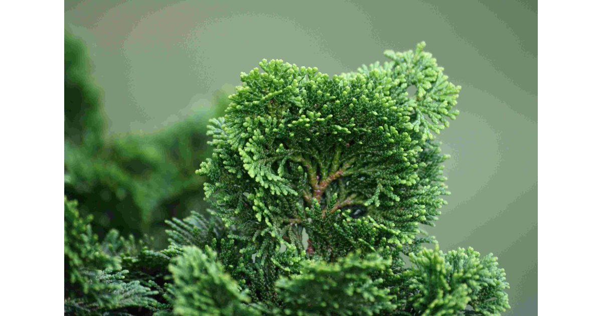 Cypress Meaning and Definition