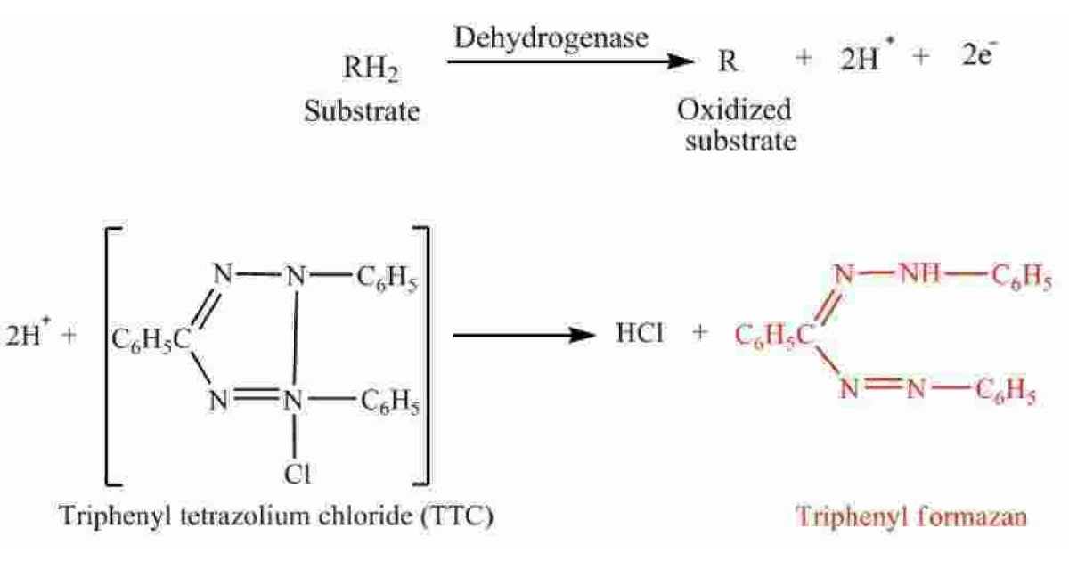 Dehydrogenase Meaning and Definition