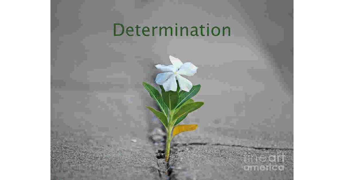 Determination Meaning and Definition