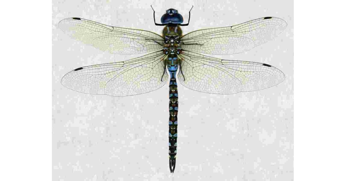 Dragonfly Meaning and Definition