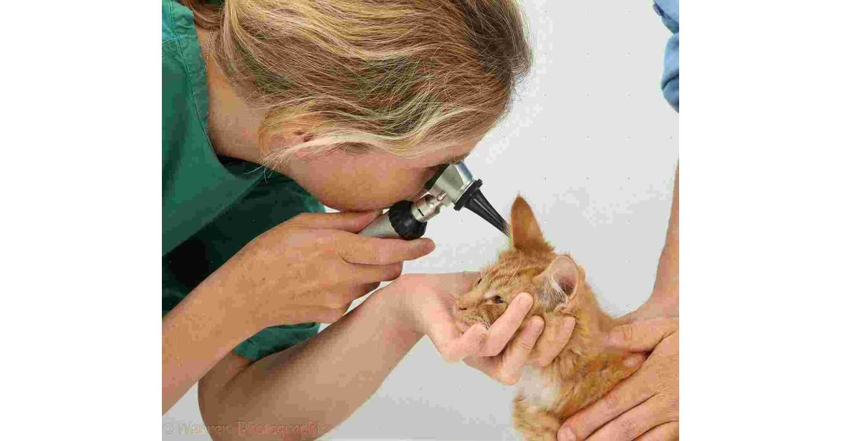 Examine Meaning and Definition