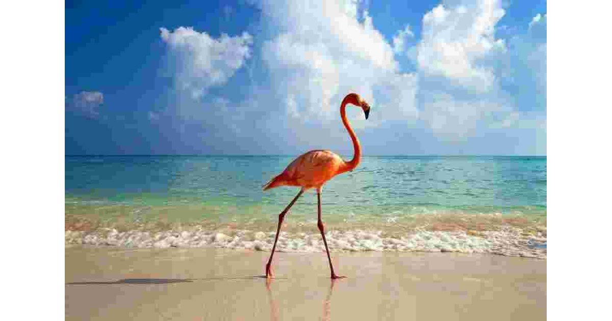 Flamingo Meaning and Definition