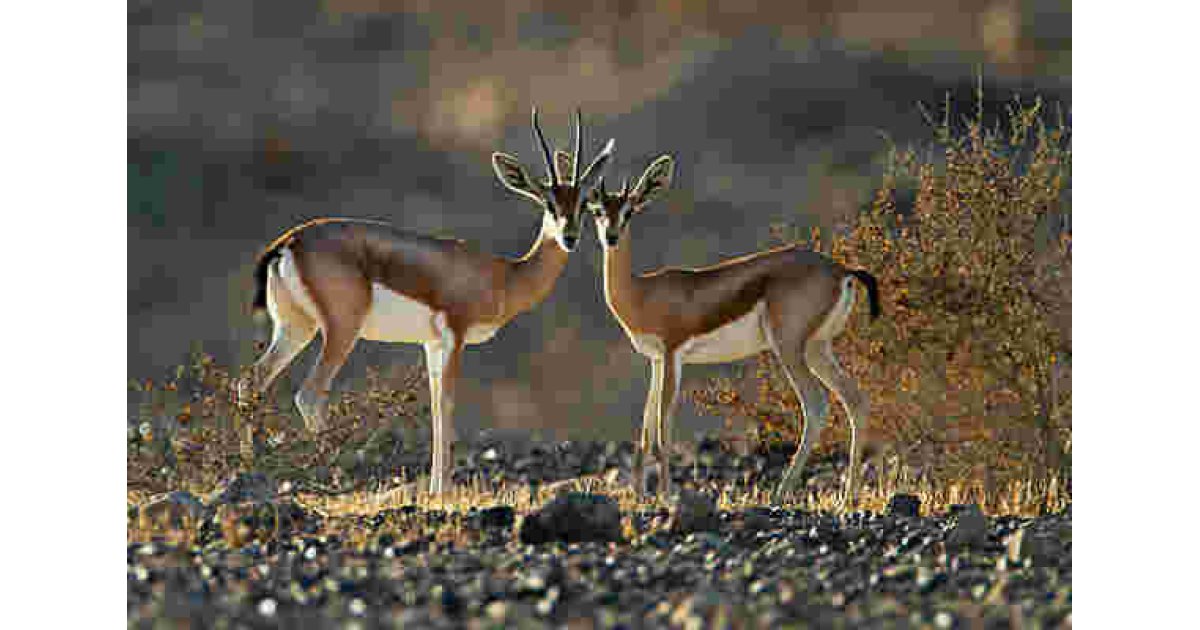 Gazelle Meaning and Definition