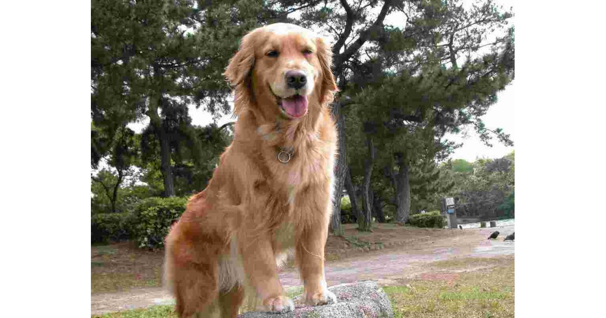 Golden Meaning and Definition