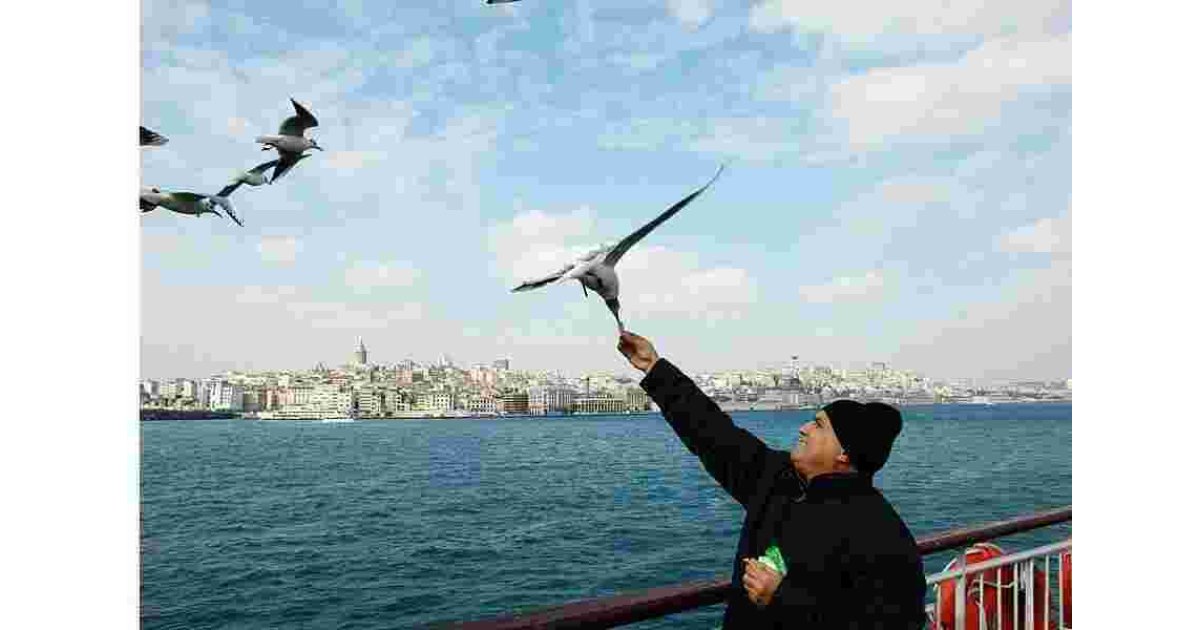 Gull Meaning and Definition