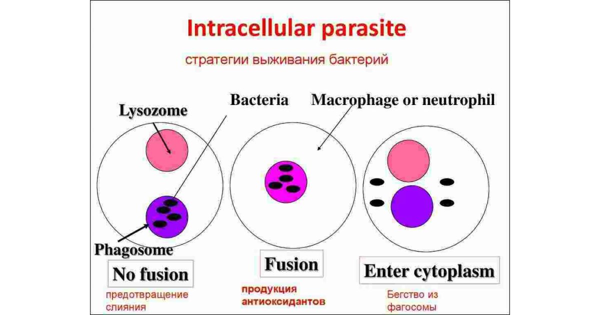 Intracellular Meaning and Definition