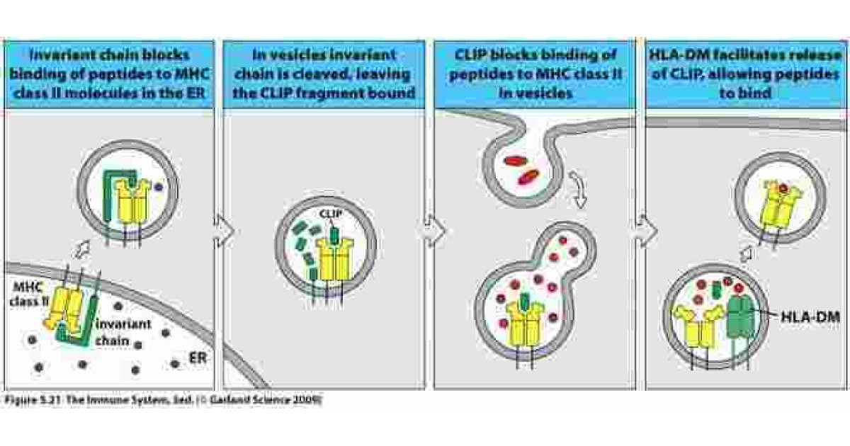 Invariant Meaning and Definition