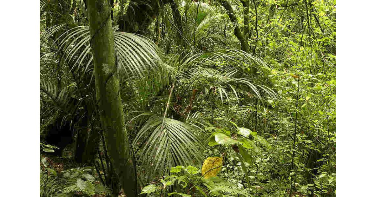 Jungle Meaning and Definition