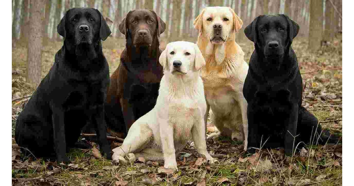 Labrador Meaning and Definition