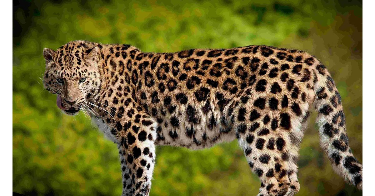Leopard Meaning and Definition