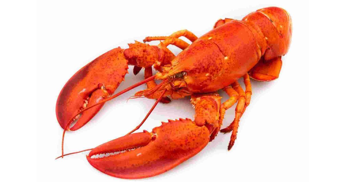 Lobster Meaning and Definition