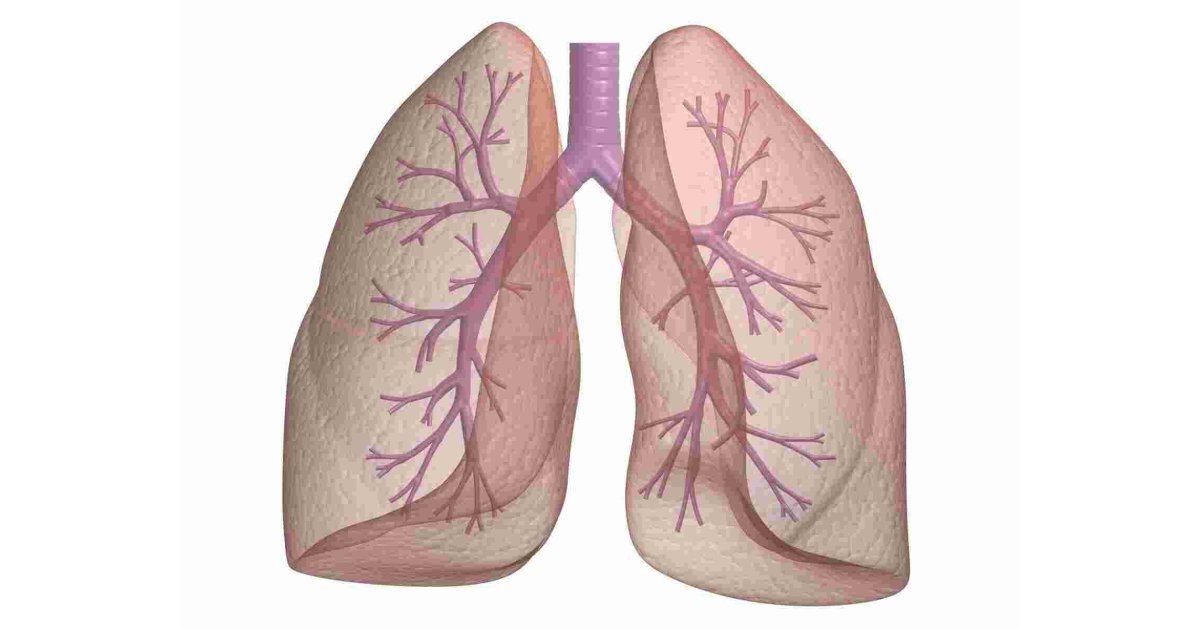 Lungs Meaning and Definition