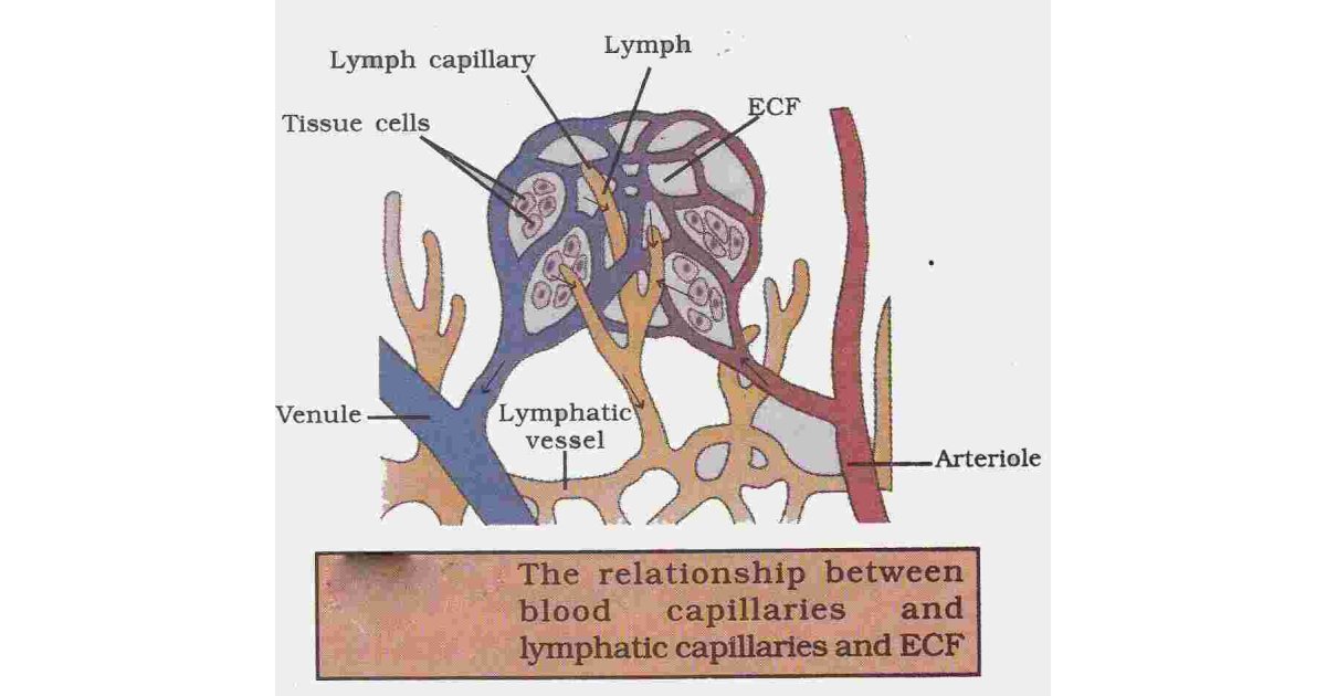 Lymph Meaning and Definition