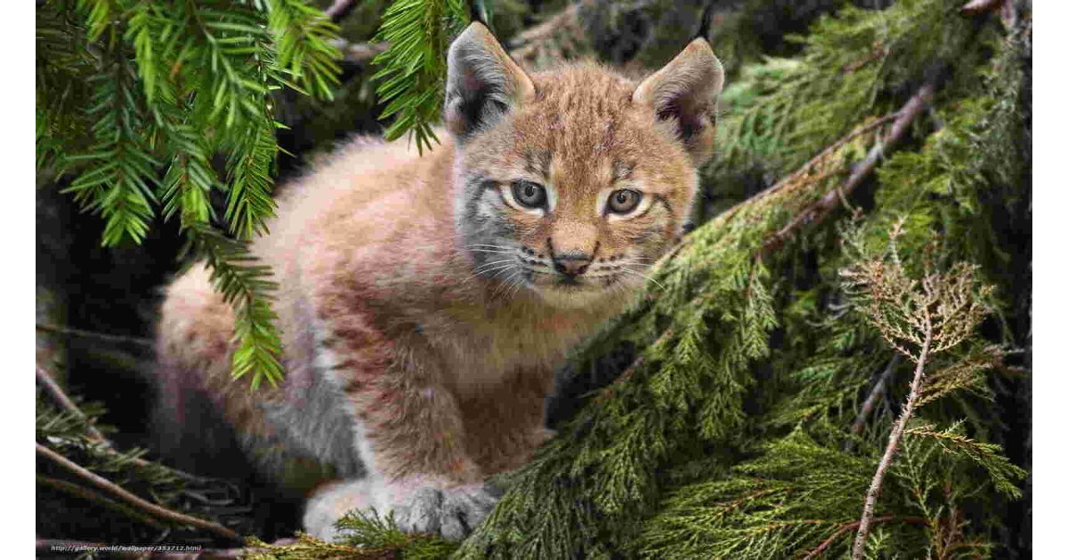 Lynx Meaning and Definition