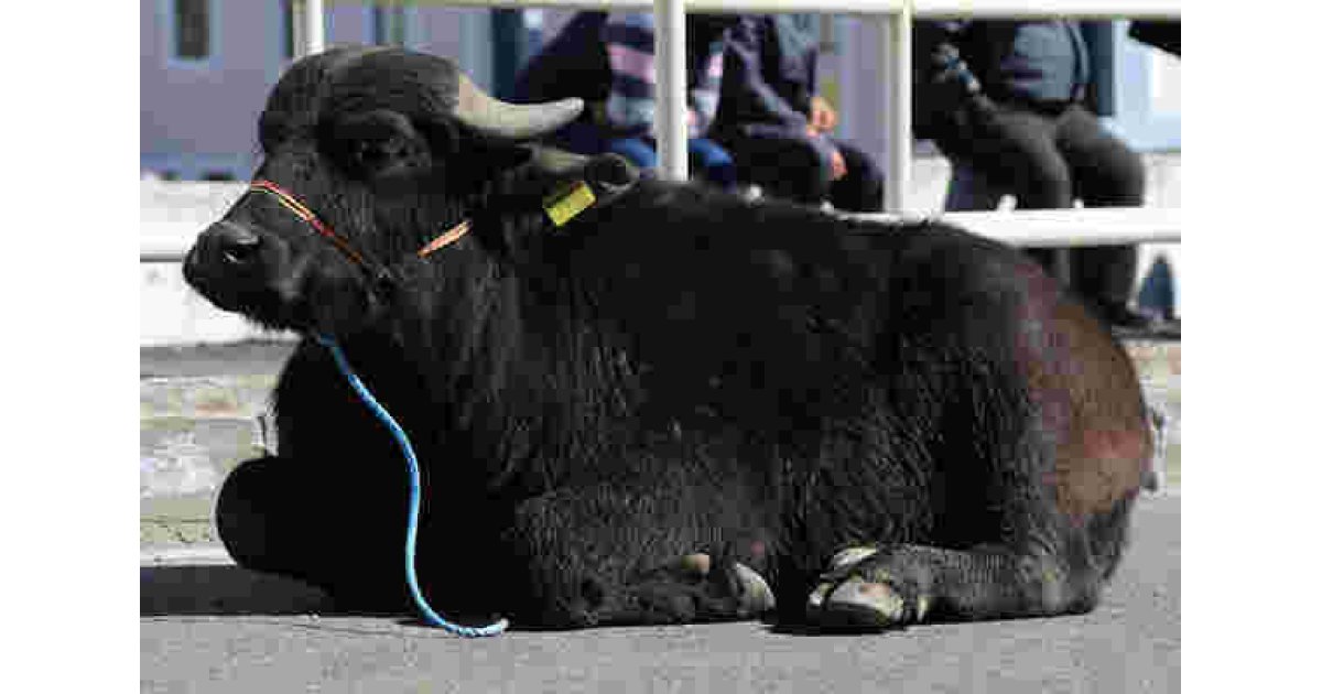 Mandate Meaning and Definition