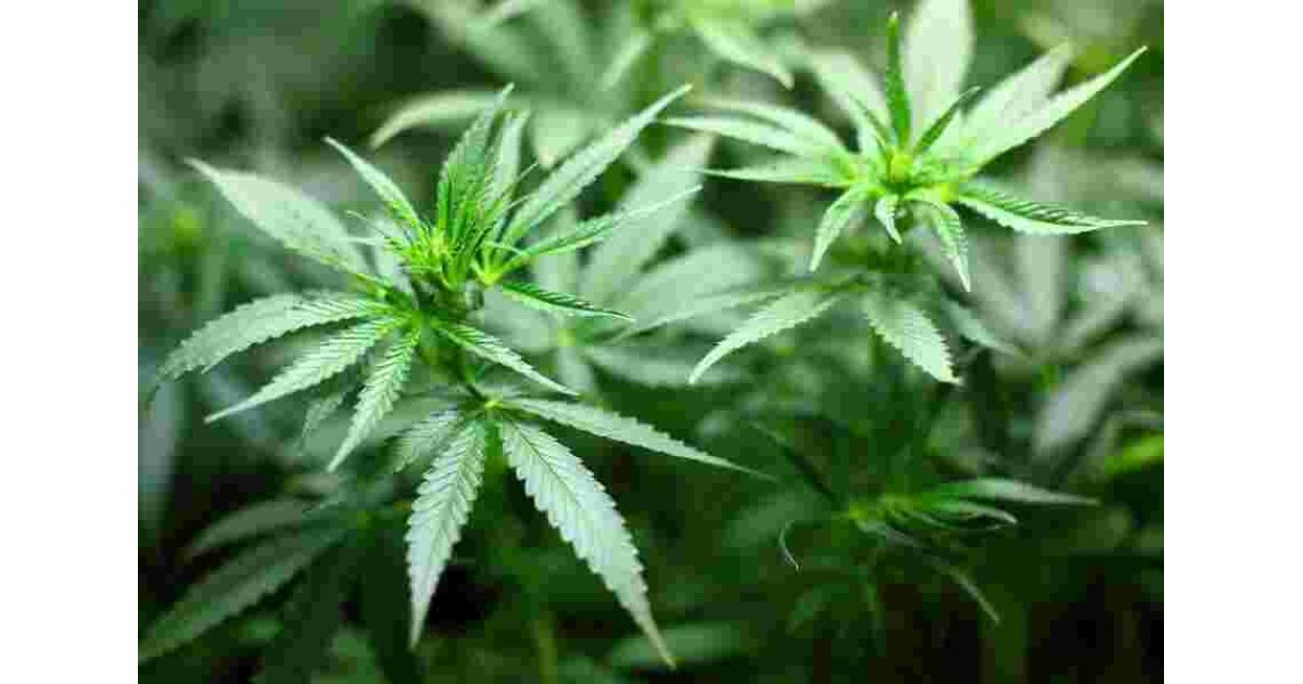 Marijuana Meaning and Definition