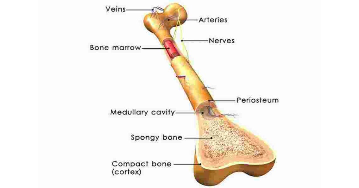 Marrow Meaning and Definition